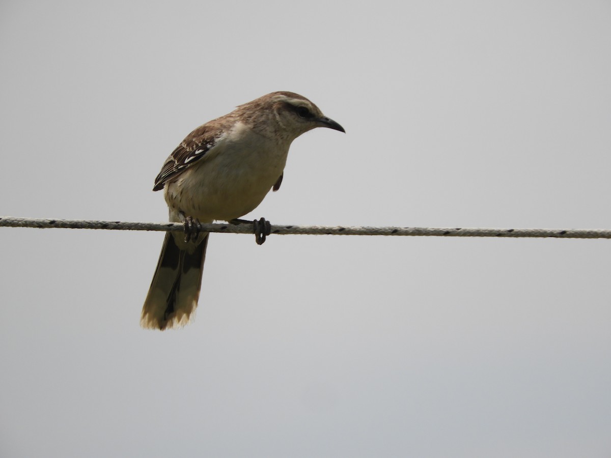 Moqueur plombé - ML646738127