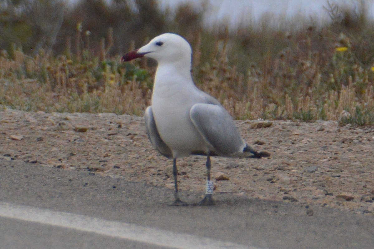 Korallenmöwe - ML646738128