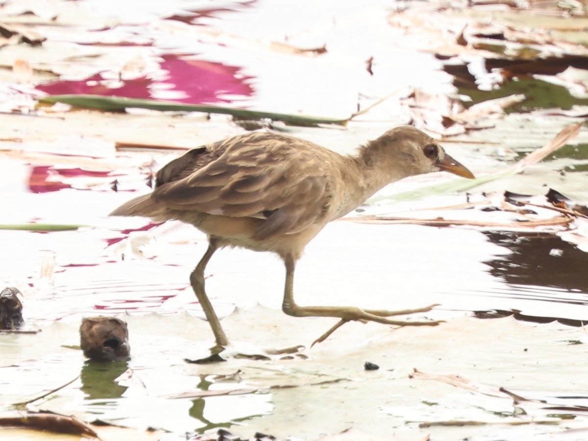 Weißbrauen-Sumpfhuhn - ML646738129