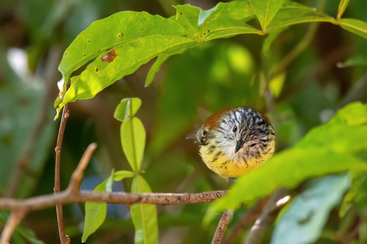 Rostrücken-Ameisenfänger - ML646738130