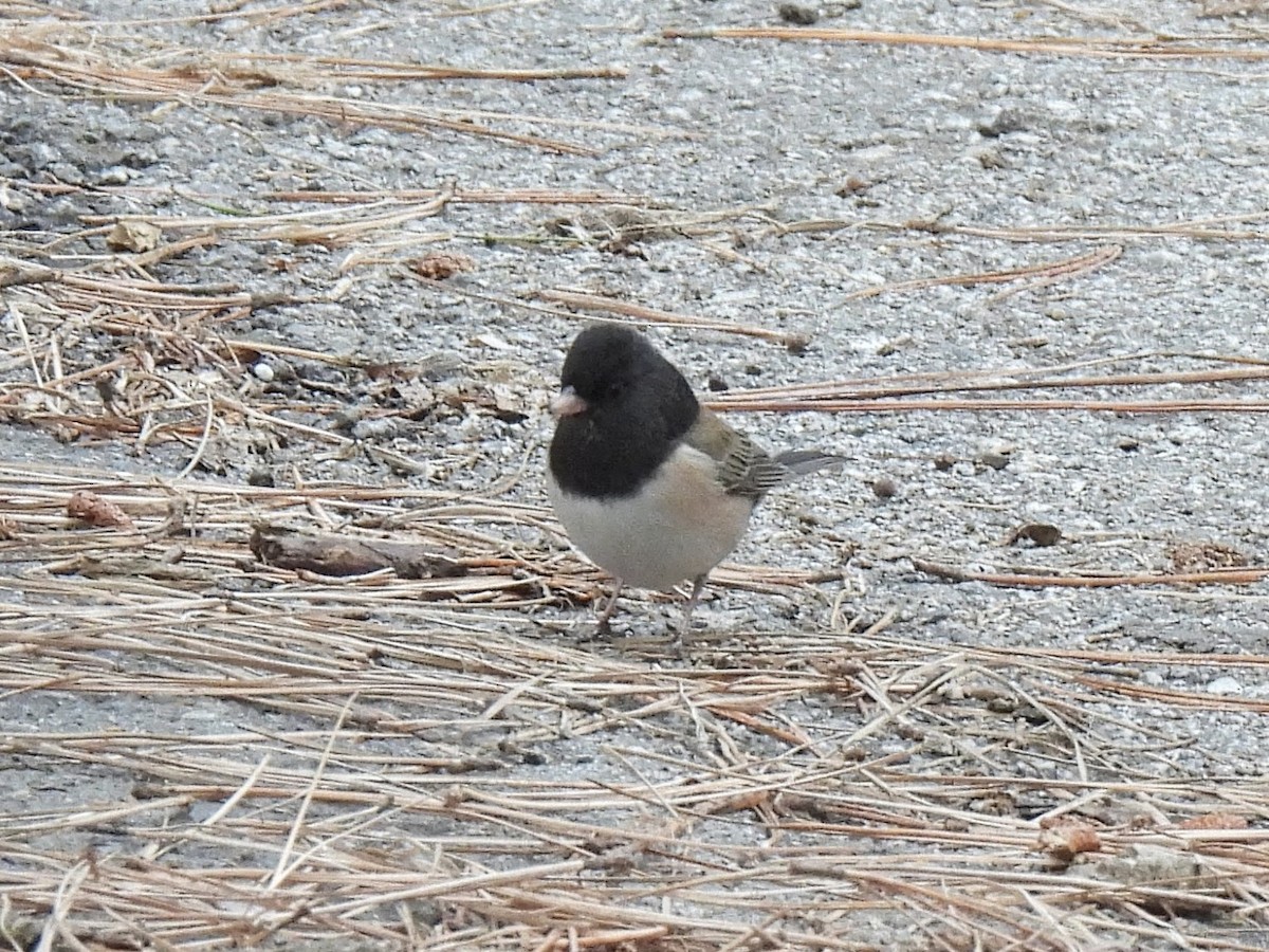 Winterammer - ML646738131