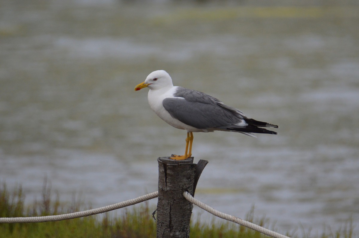 Zafferano - ML646738132