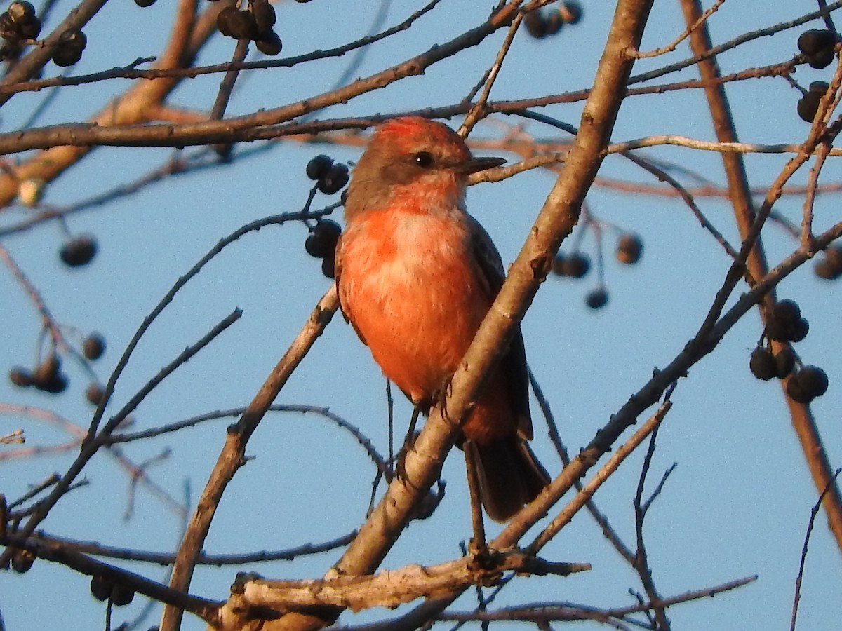 Vermilion Flycatcher - ML646738133
