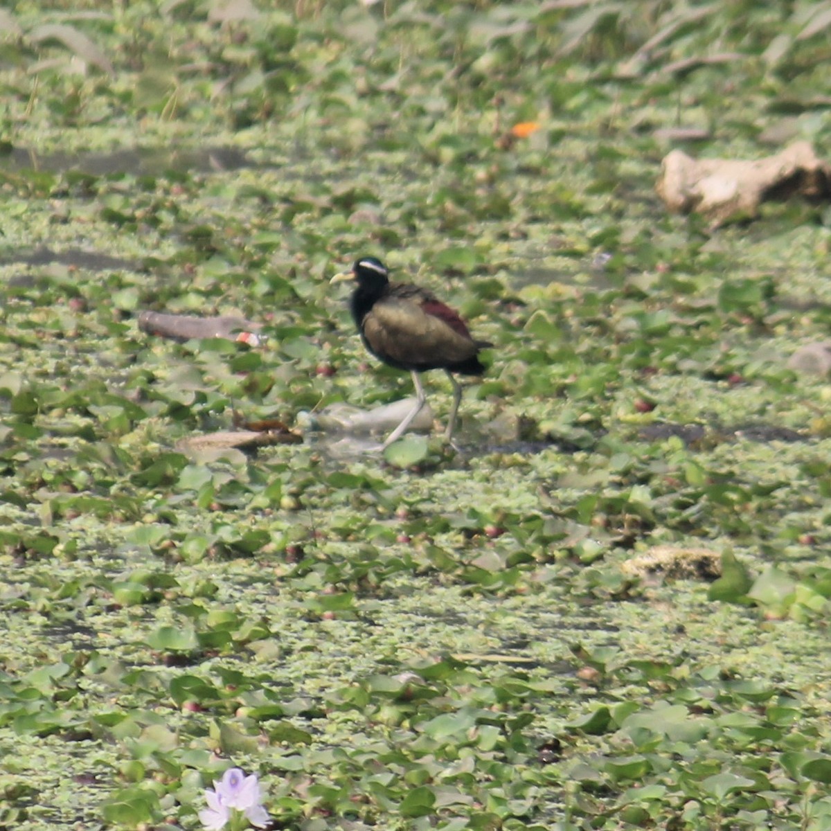 Bronze-winged Jacana - ML646738134