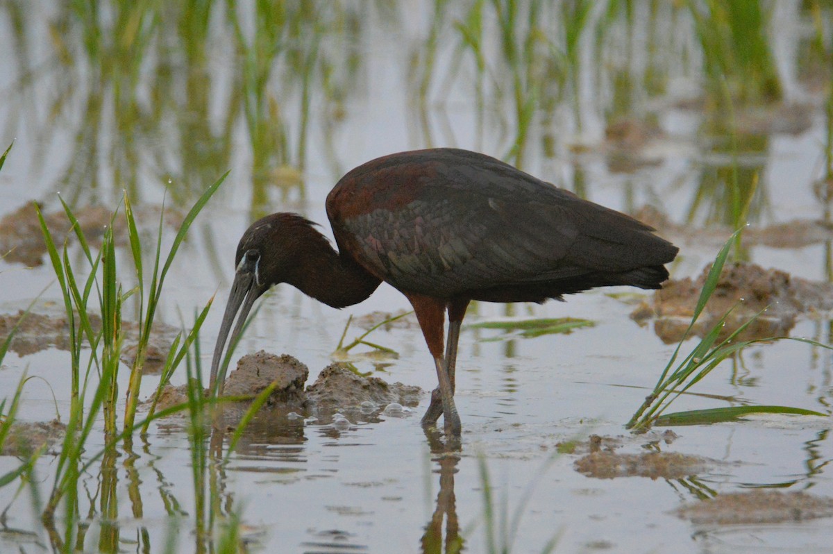 bronseibis - ML646738139