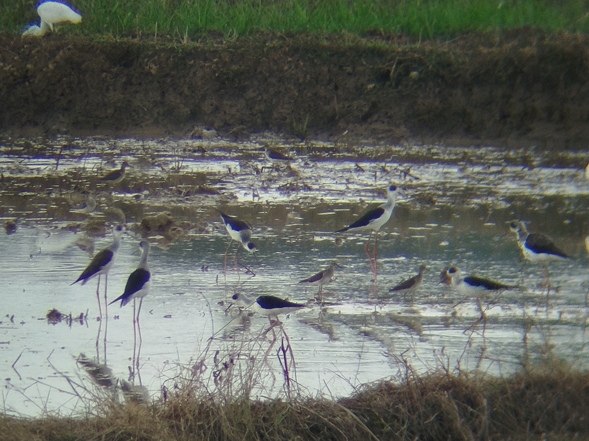 Wood Sandpiper - ML646738140