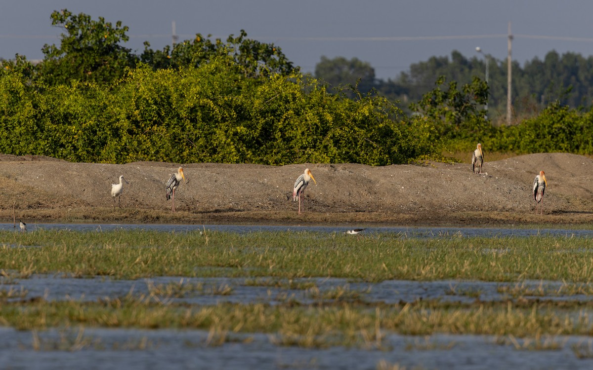 Buntstorch - ML646738142