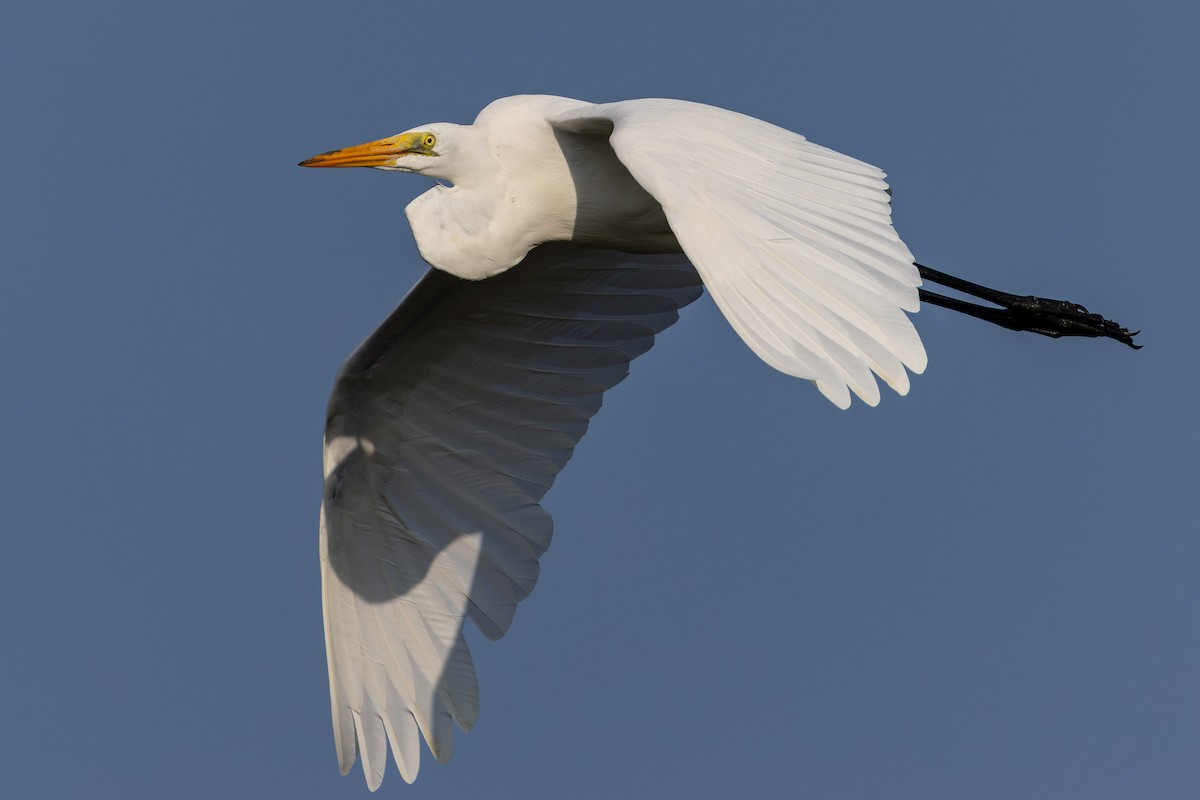 Silberreiher - ML646738145