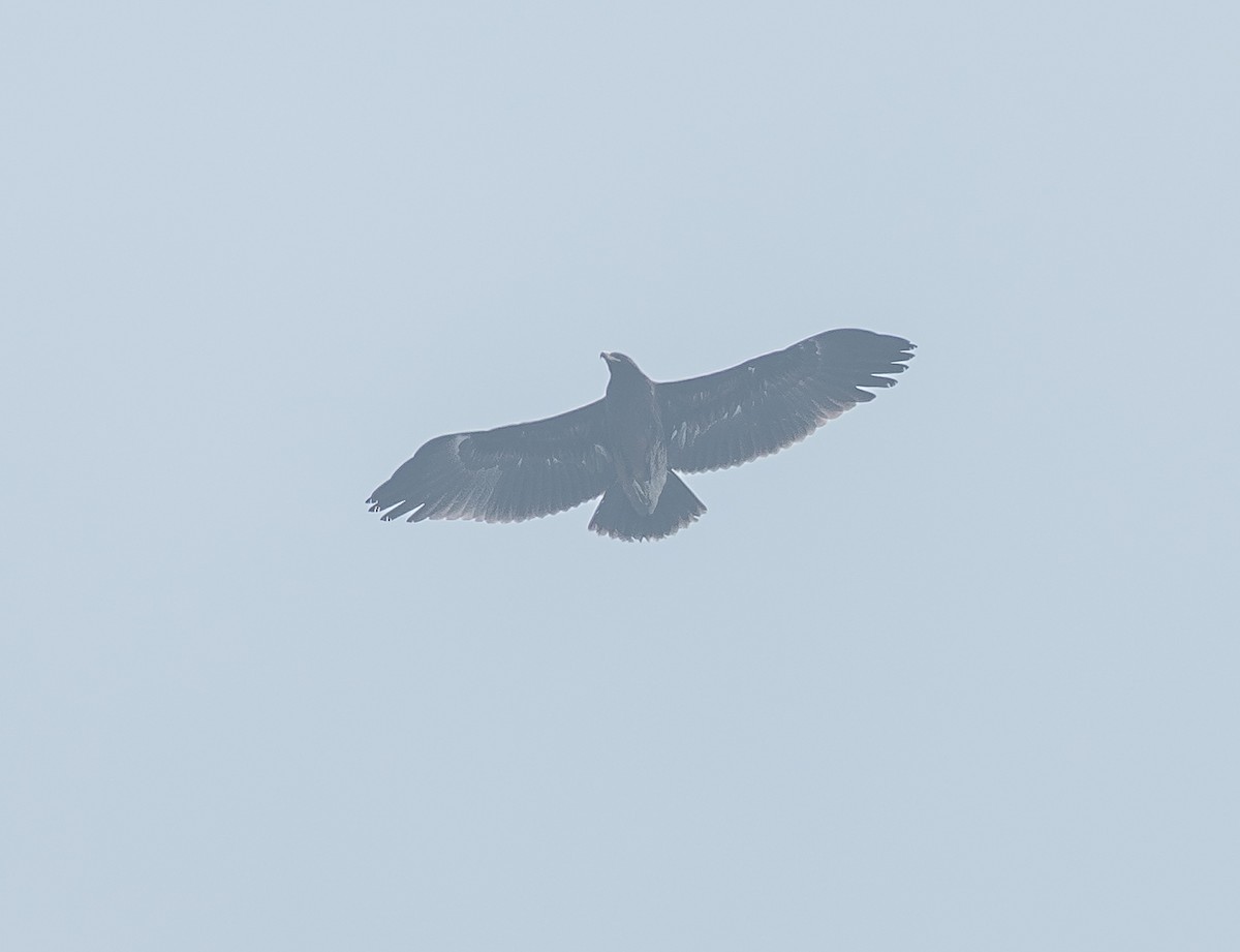 Aquila anatraia maggiore - ML646738146