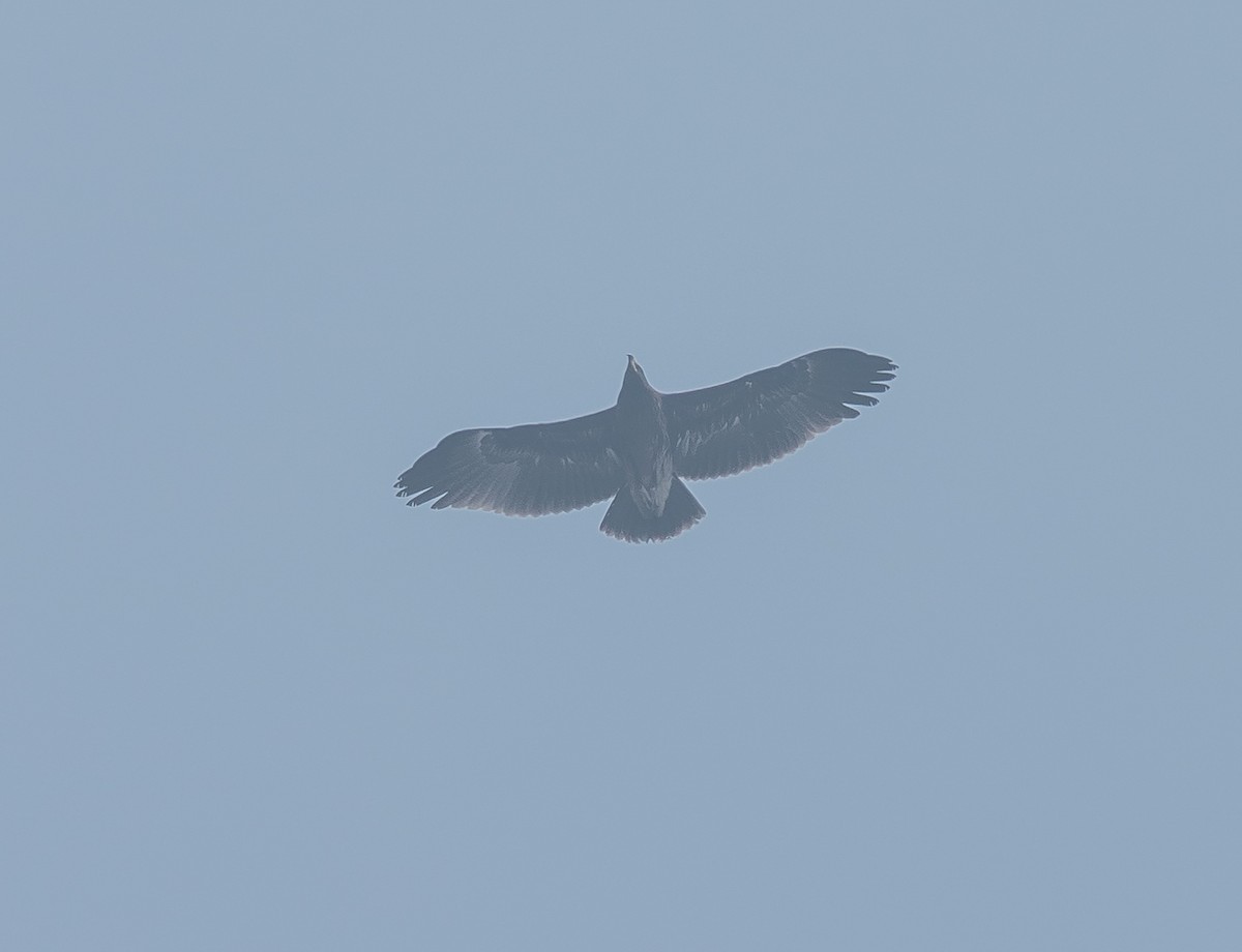 Aquila anatraia maggiore - ML646738147