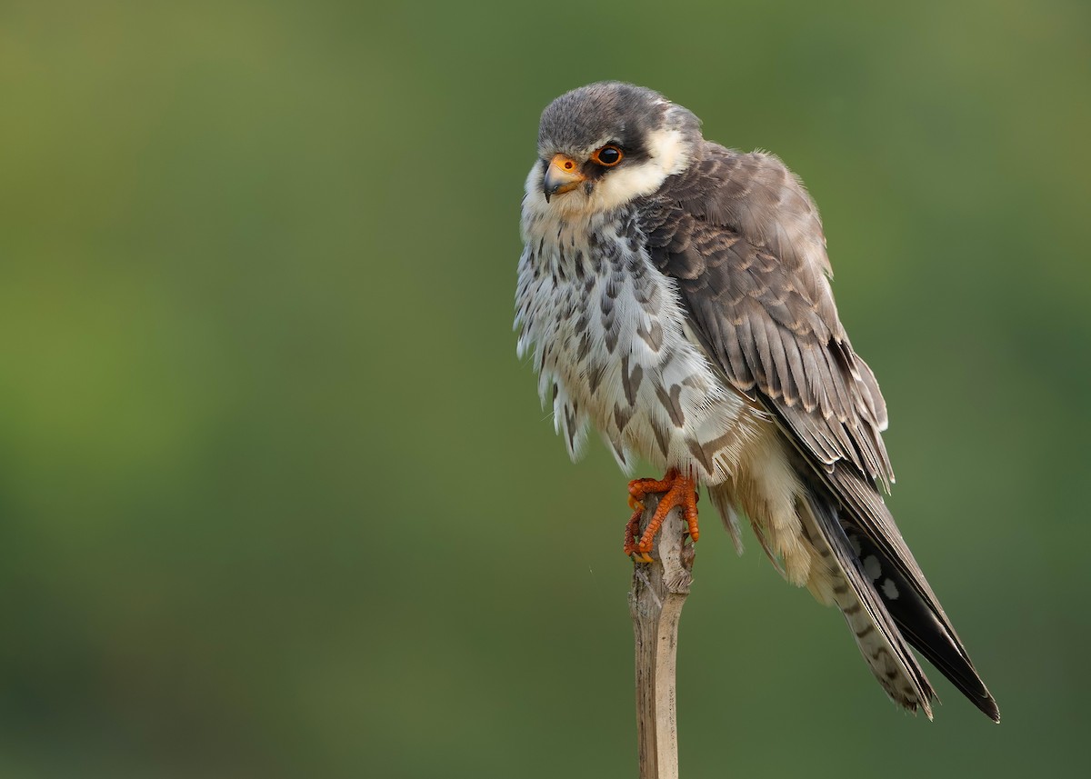 amurfalk - ML646738149