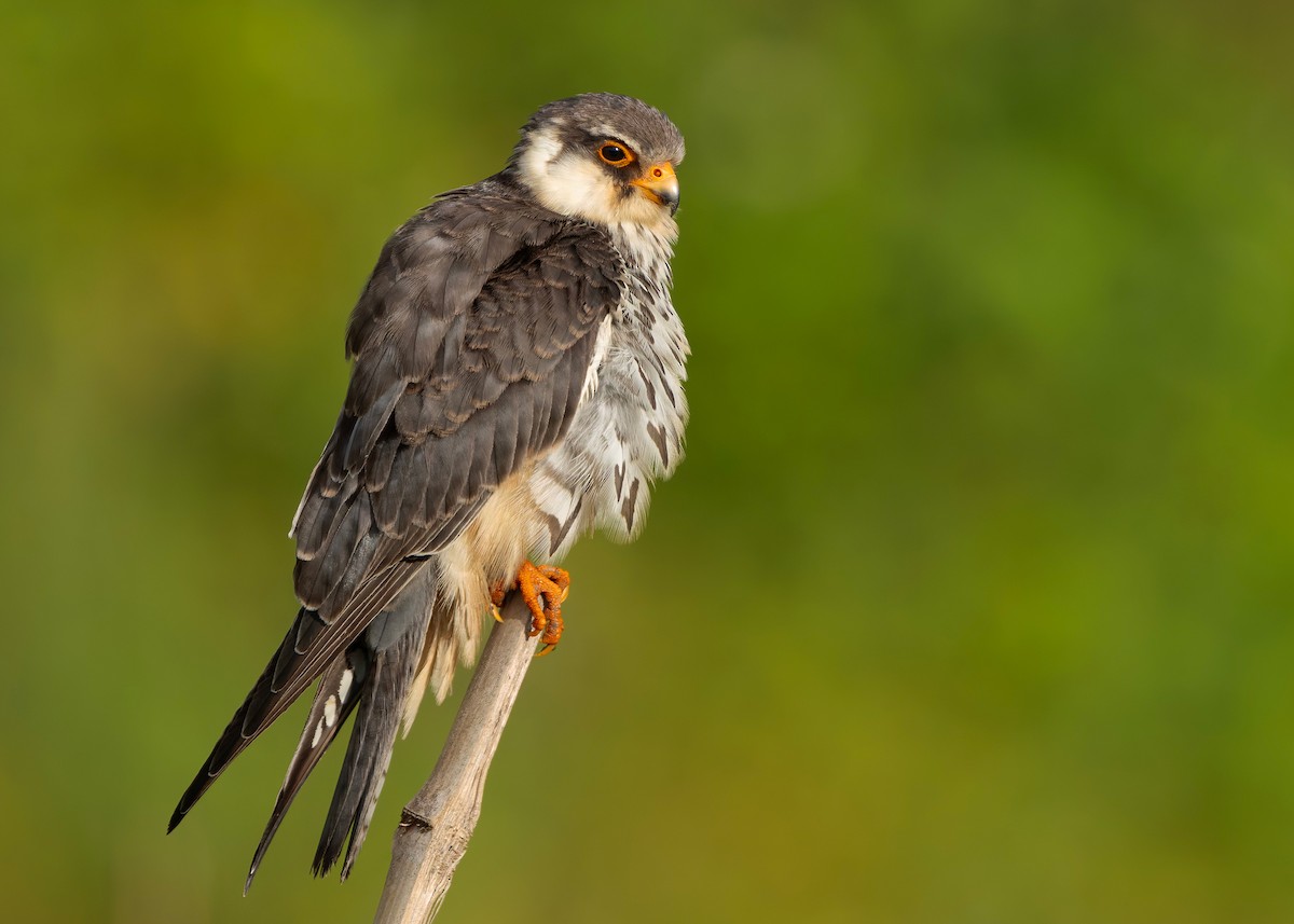 amurfalk - ML646738150