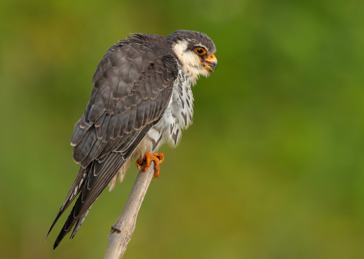 amurfalk - ML646738151