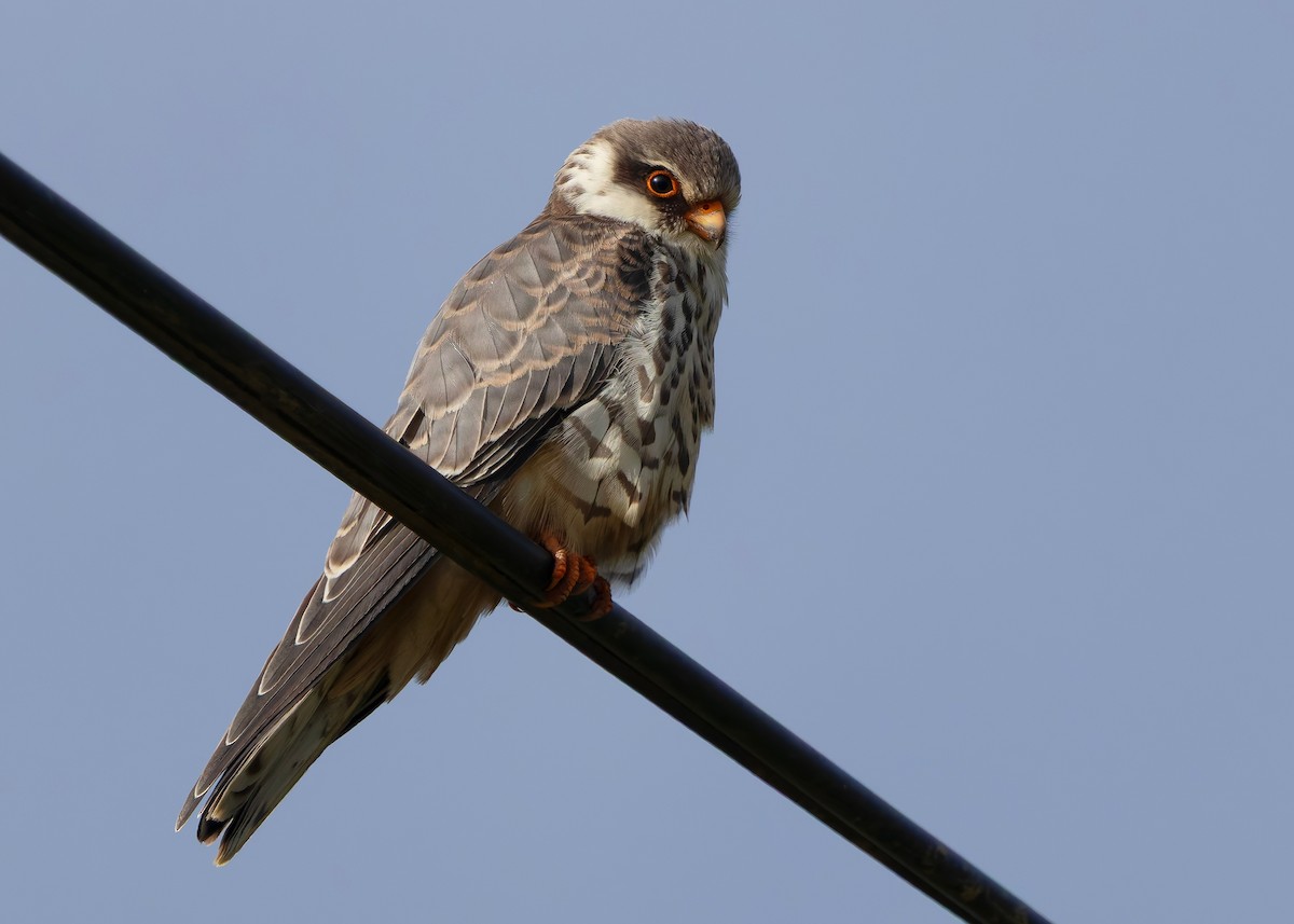 amurfalk - ML646738152