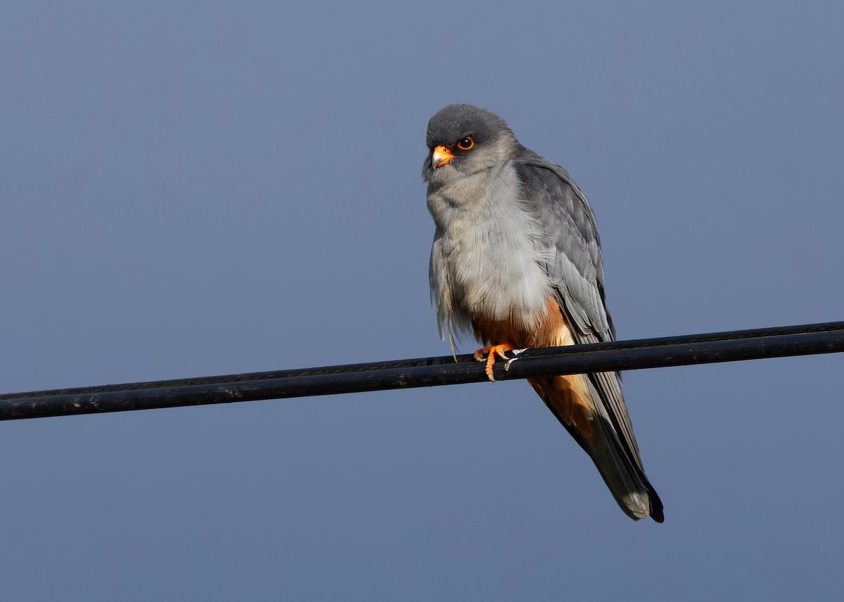 amurfalk - ML646738153