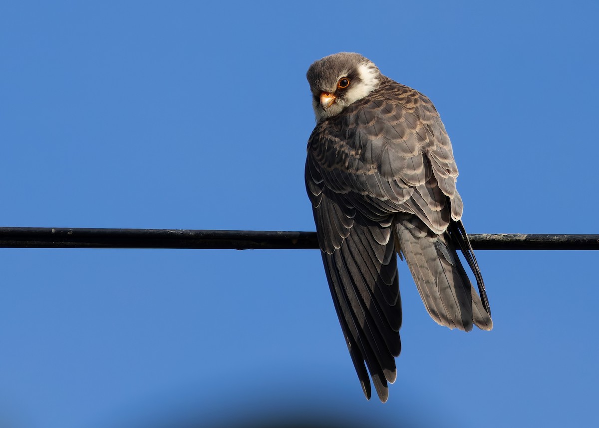 amurfalk - ML646738154