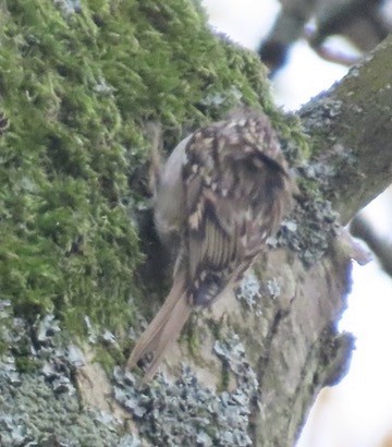 Gartenbaumläufer - ML646738157