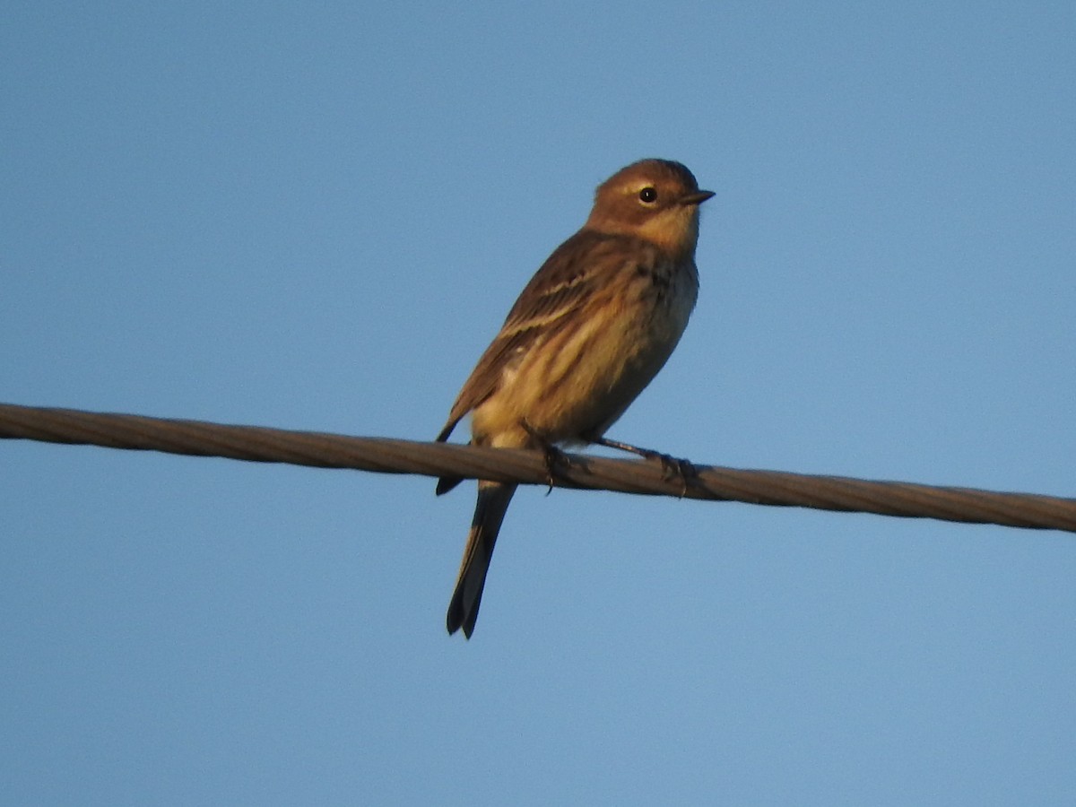 Yellow-rumped Warbler - ML646738158