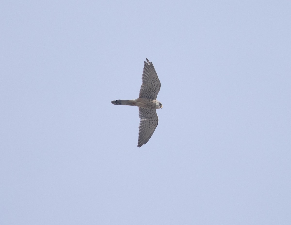 Gheppio - ML646738159