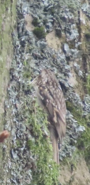 Gartenbaumläufer - ML646738162