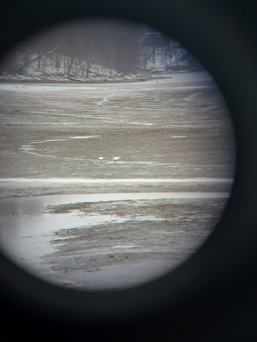 Ross's Goose - ML646738163