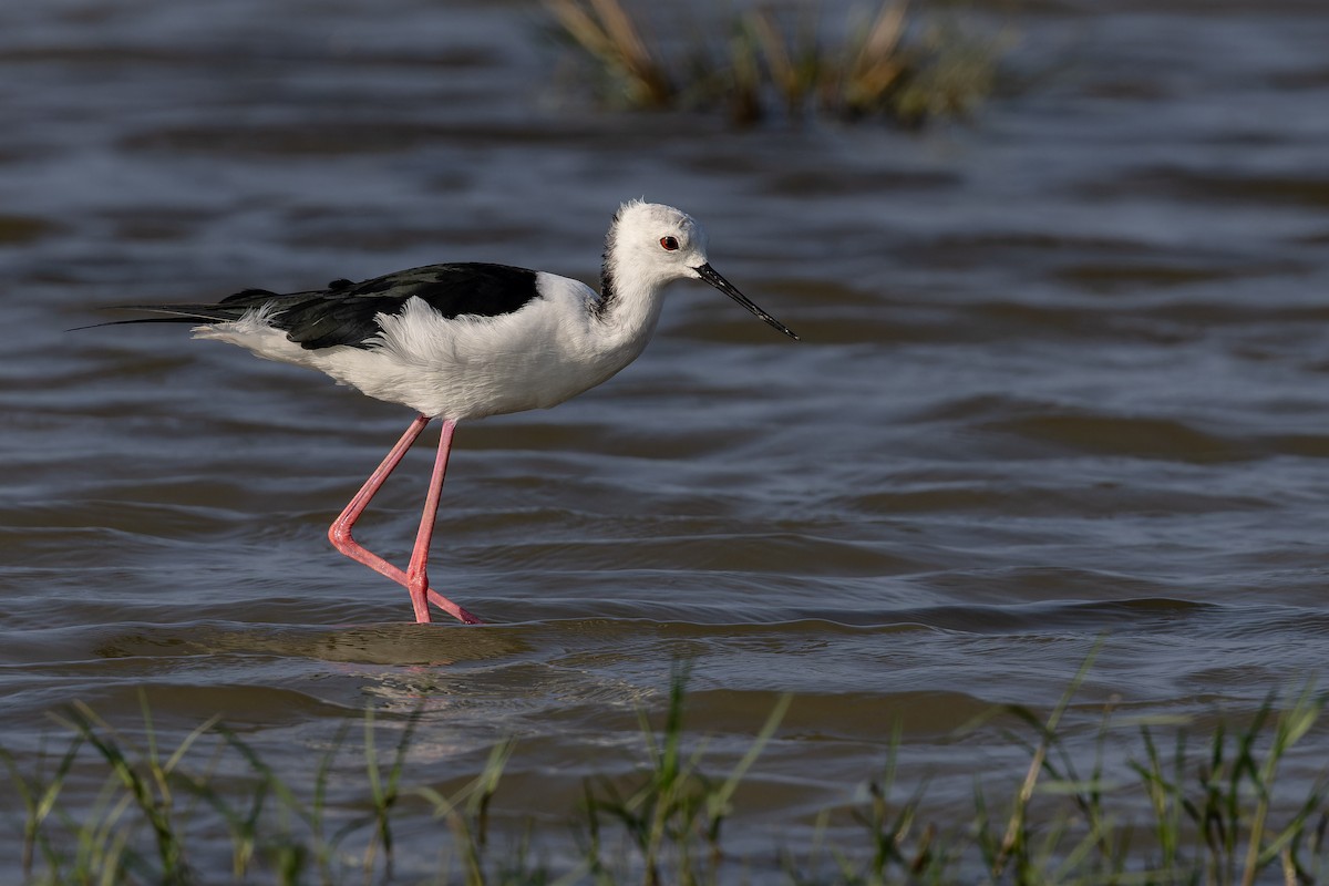 Zankaluze eurasiarra - ML646738164