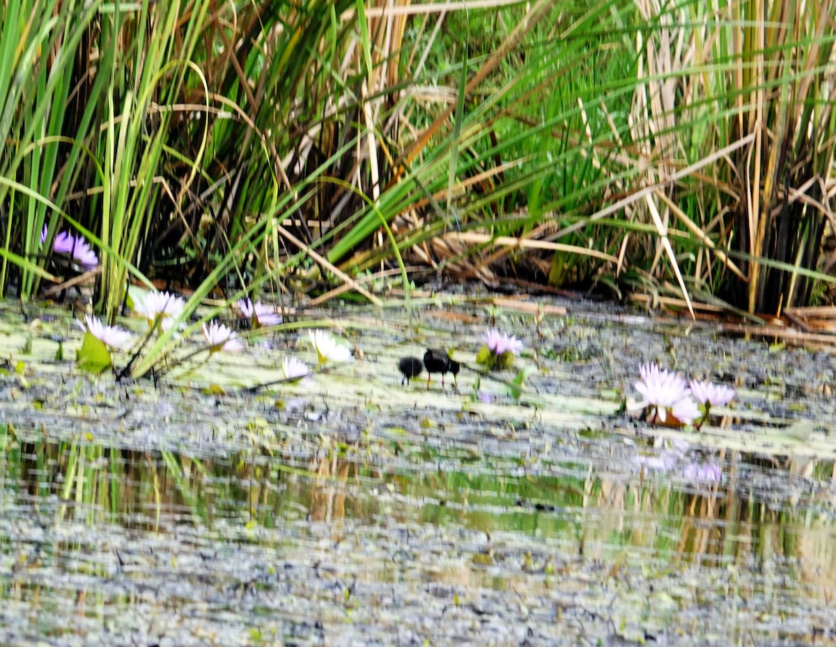 アフリカクロクイナ - ML646738165