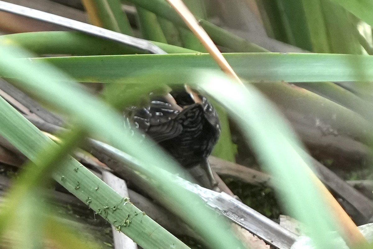 Küçük Suyelvesi - ML646738166