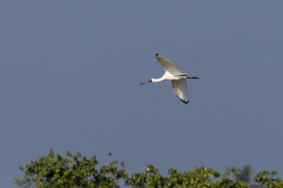 Schwarzgesichtlöffler - ML646738167