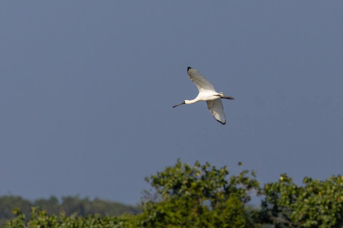 Schwarzgesichtlöffler - ML646738168