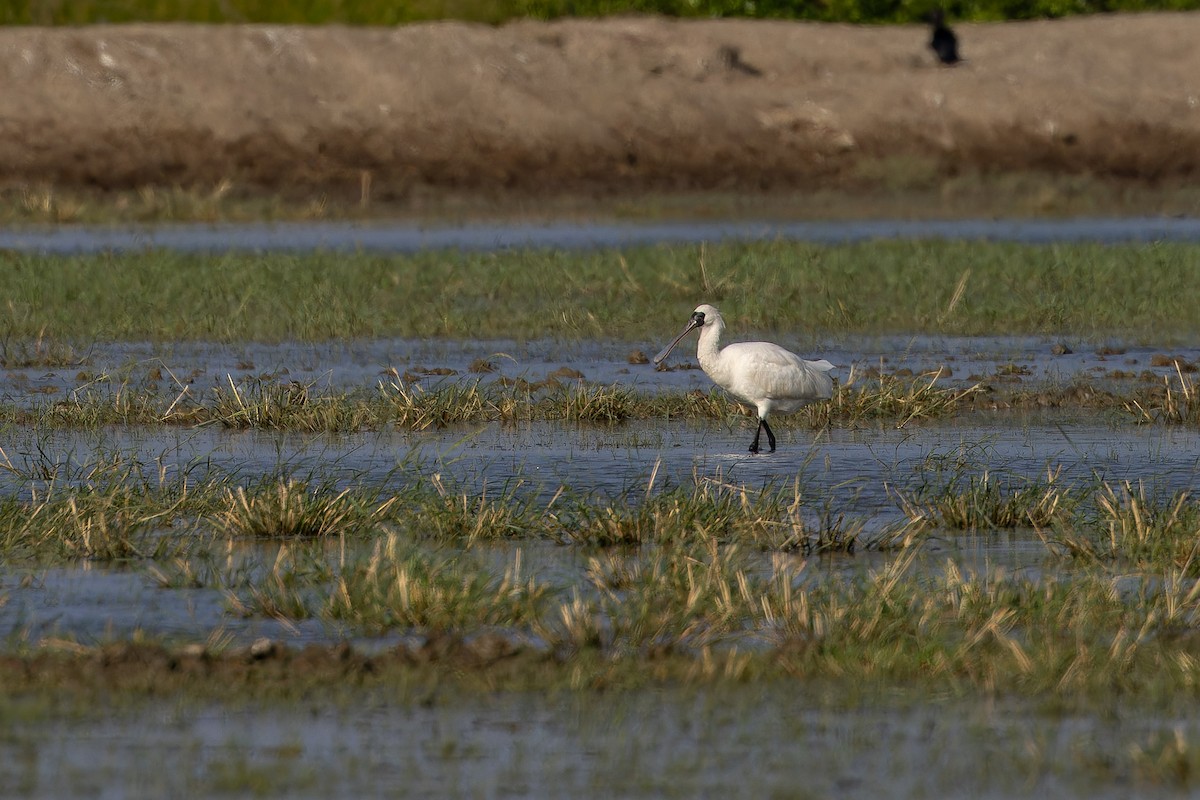 Schwarzgesichtlöffler - ML646738169