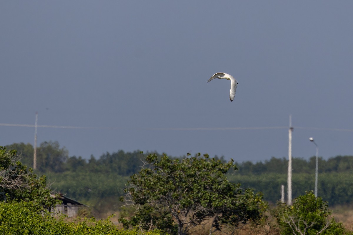 Schwarzgesichtlöffler - ML646738170