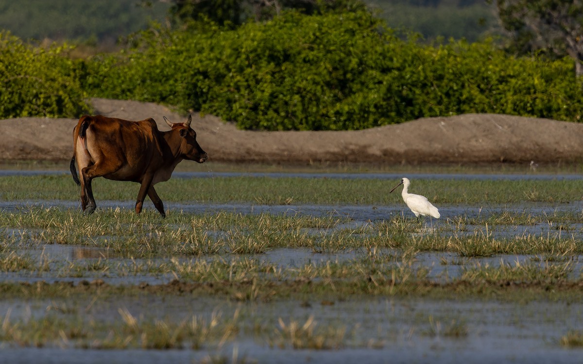 Schwarzgesichtlöffler - ML646738171