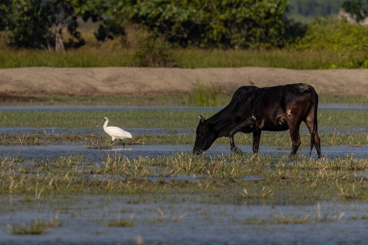 Schwarzgesichtlöffler - ML646738172