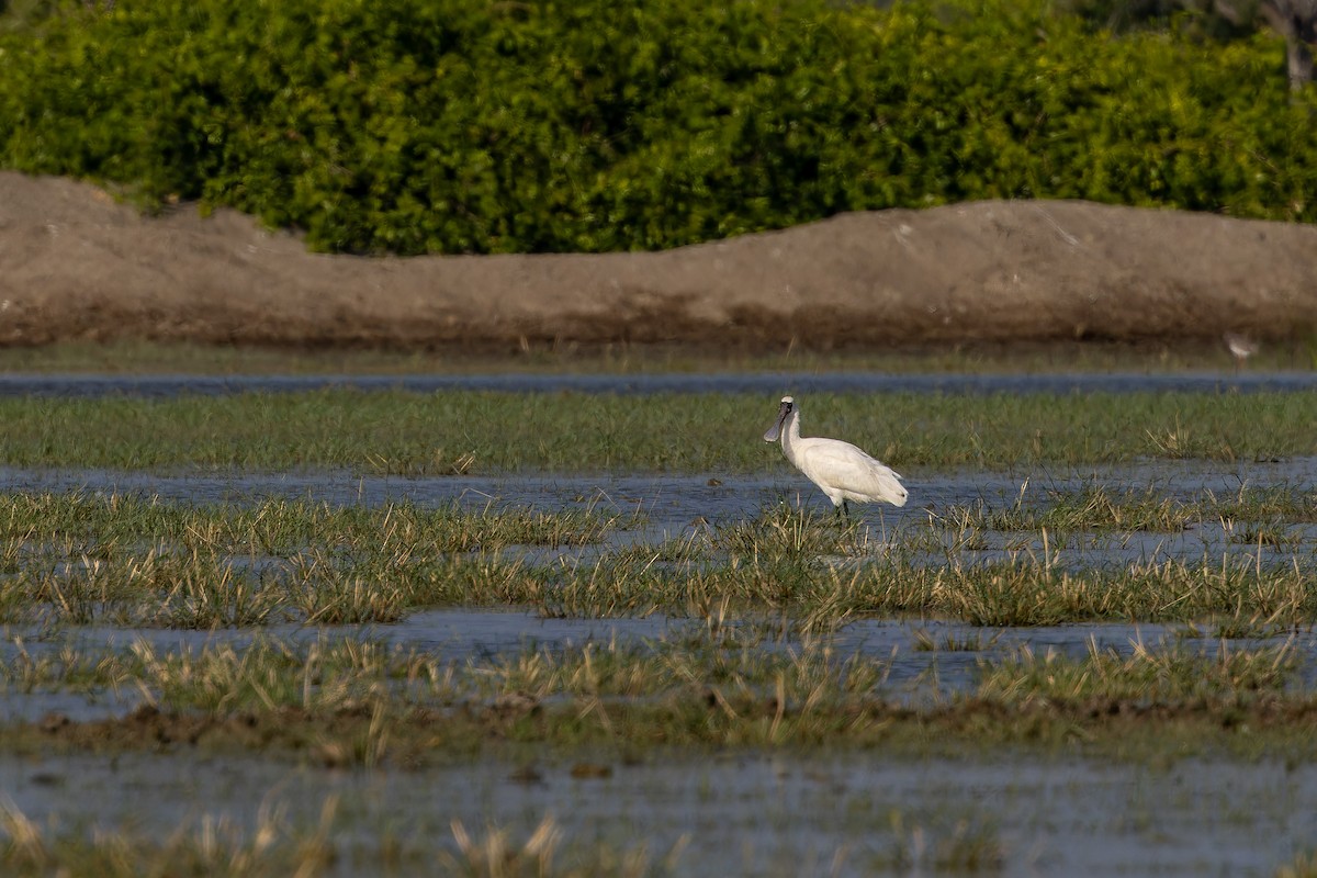 Schwarzgesichtlöffler - ML646738173