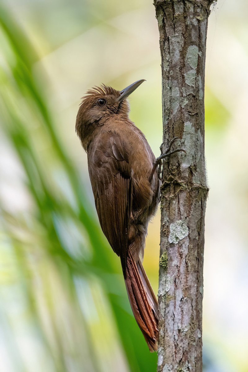 Plain-winged Woodcreeper - ML646738175