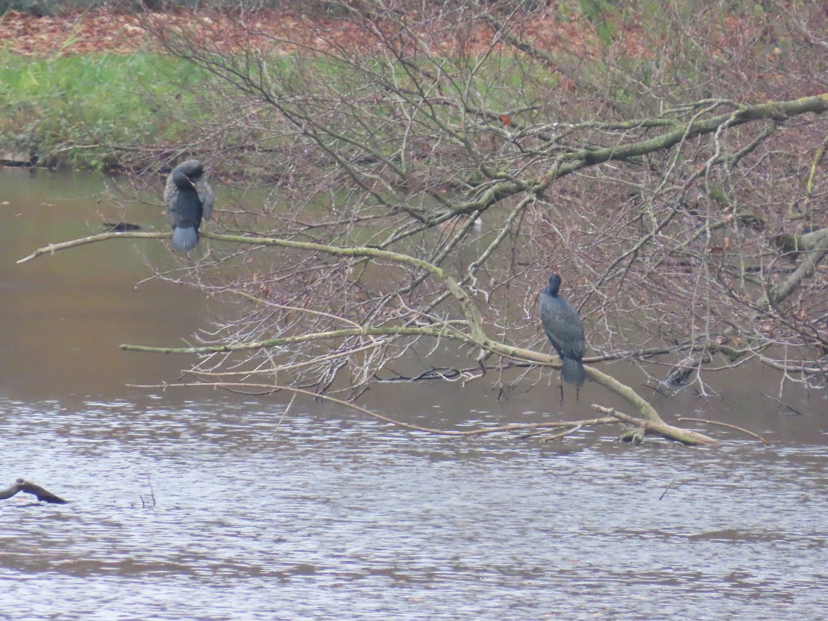 Kormoran - ML646738176