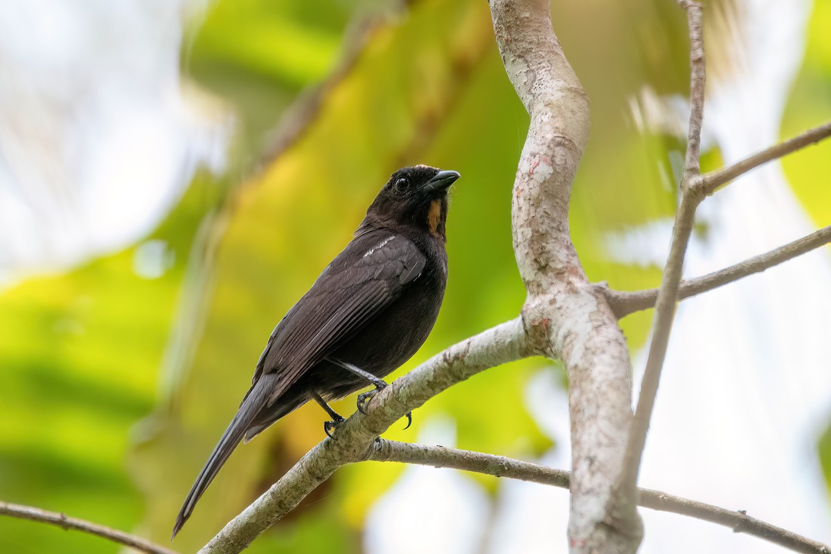 Flame-crested Tanager - ML646738177