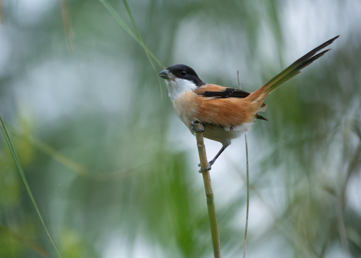 rustvarsler (tricolor/longicaudatus) - ML646738178