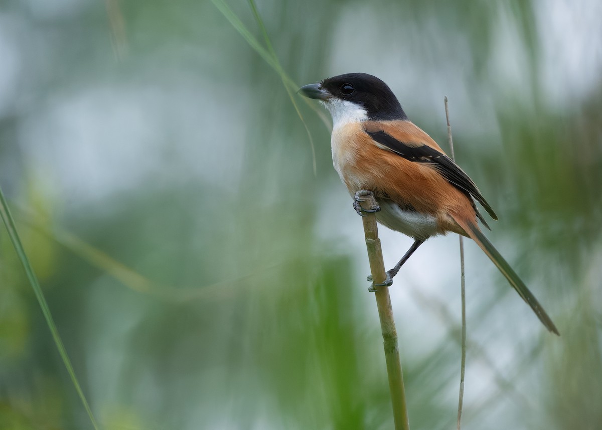 rustvarsler (tricolor/longicaudatus) - ML646738179