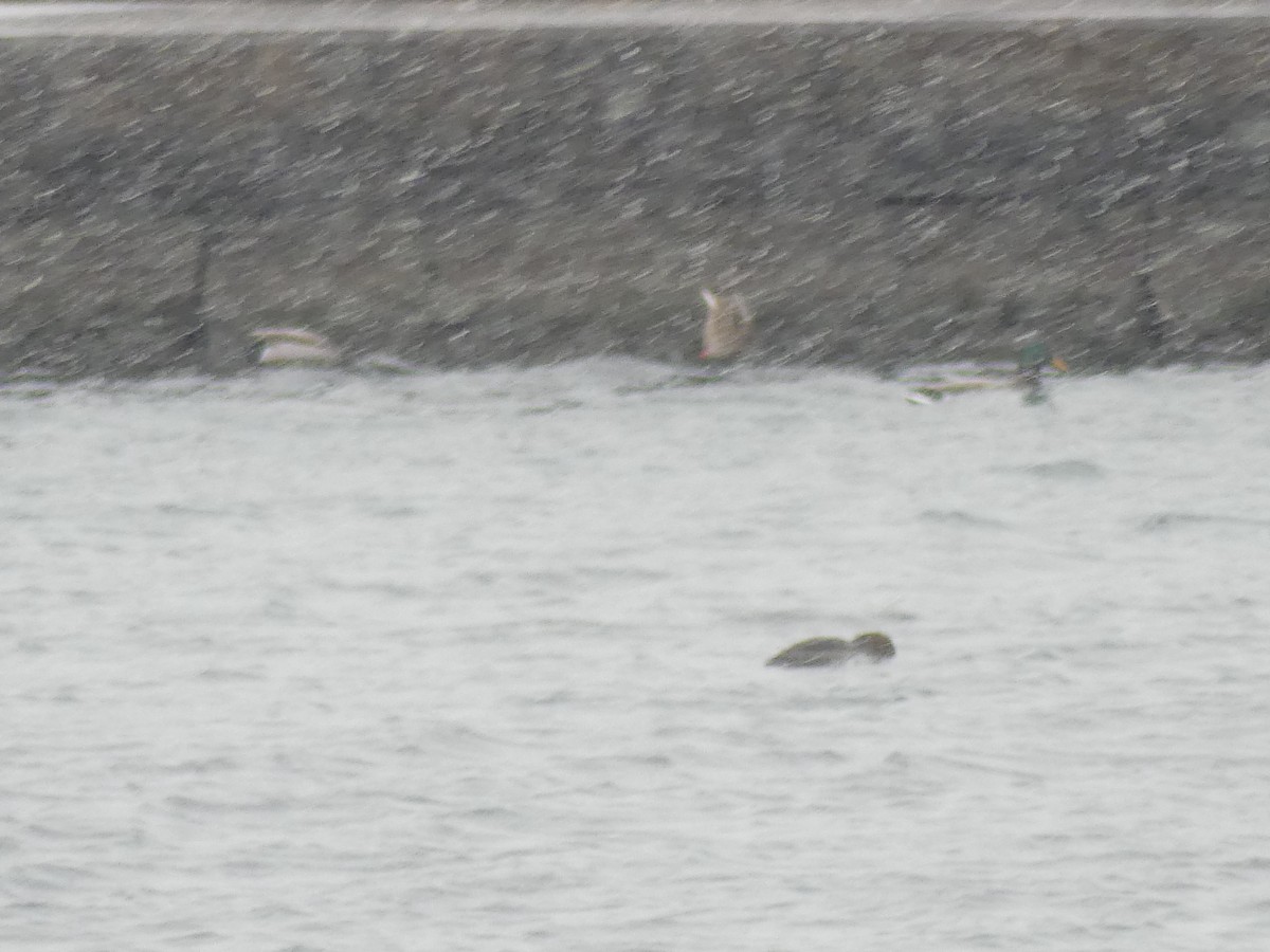 kachna divoká - ML646738180