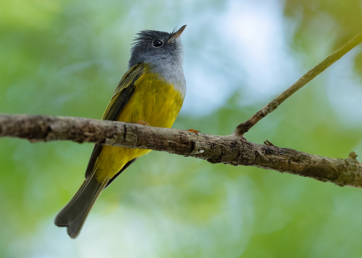 gråhodefluejeger - ML646738181