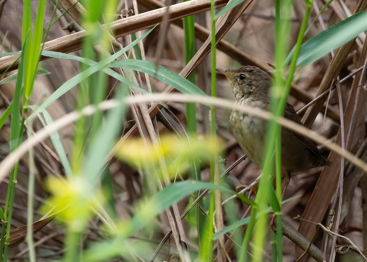 bajkalsanger - ML646738182