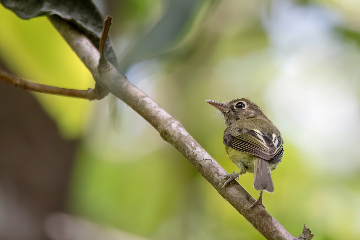 Eye-ringed Tody-Tyrant - ML646738183