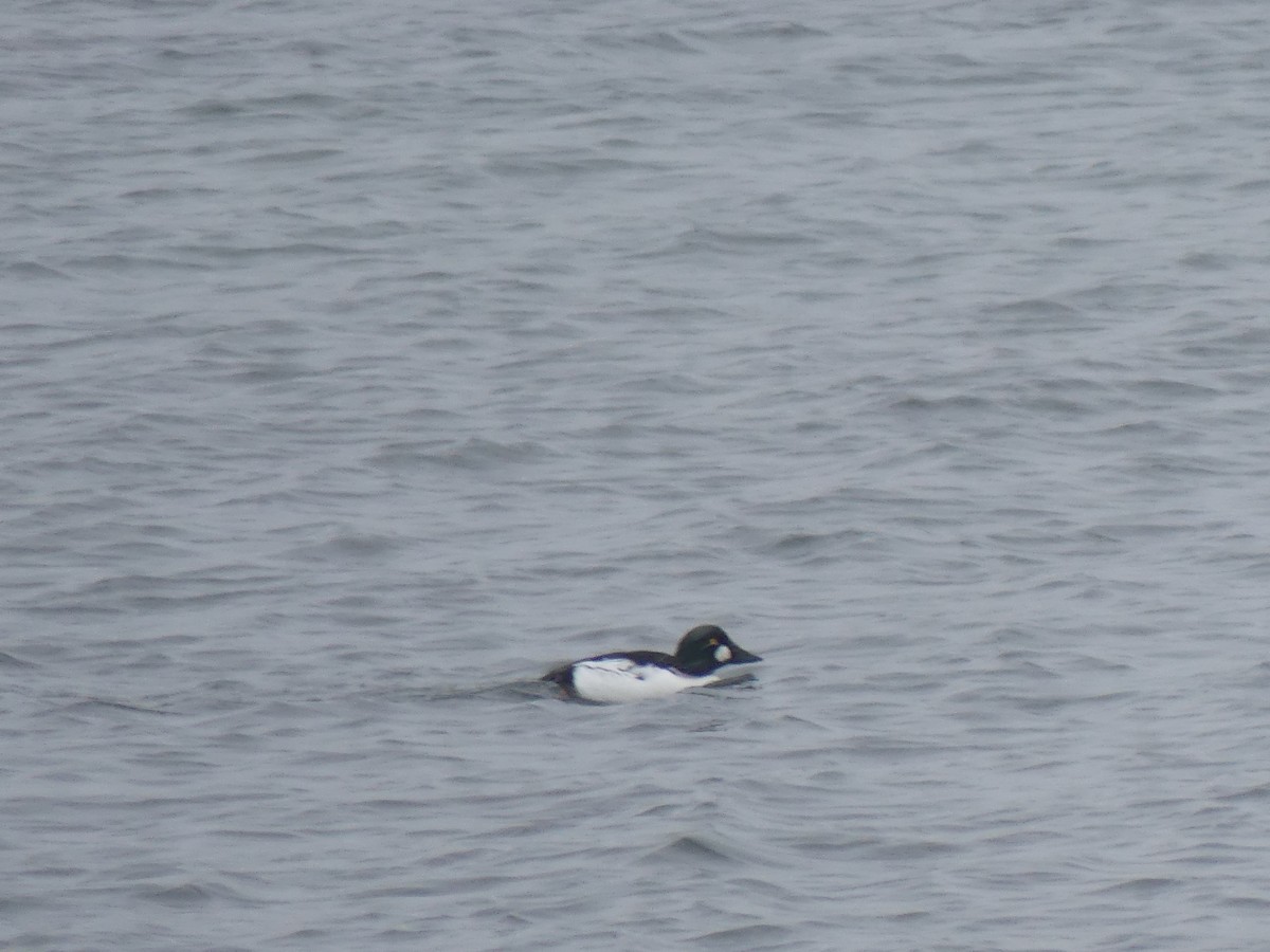 hohol severní - ML646738184