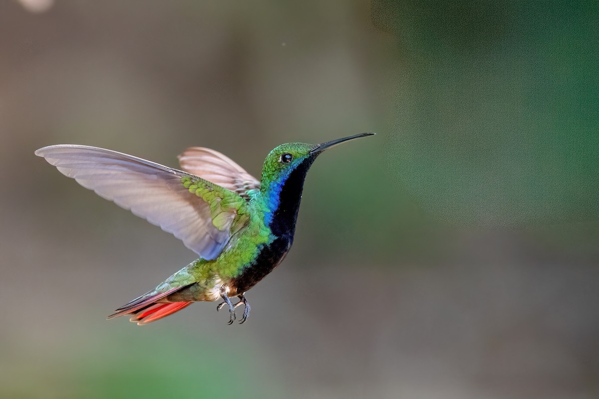 kolibřík tropický - ML646738185