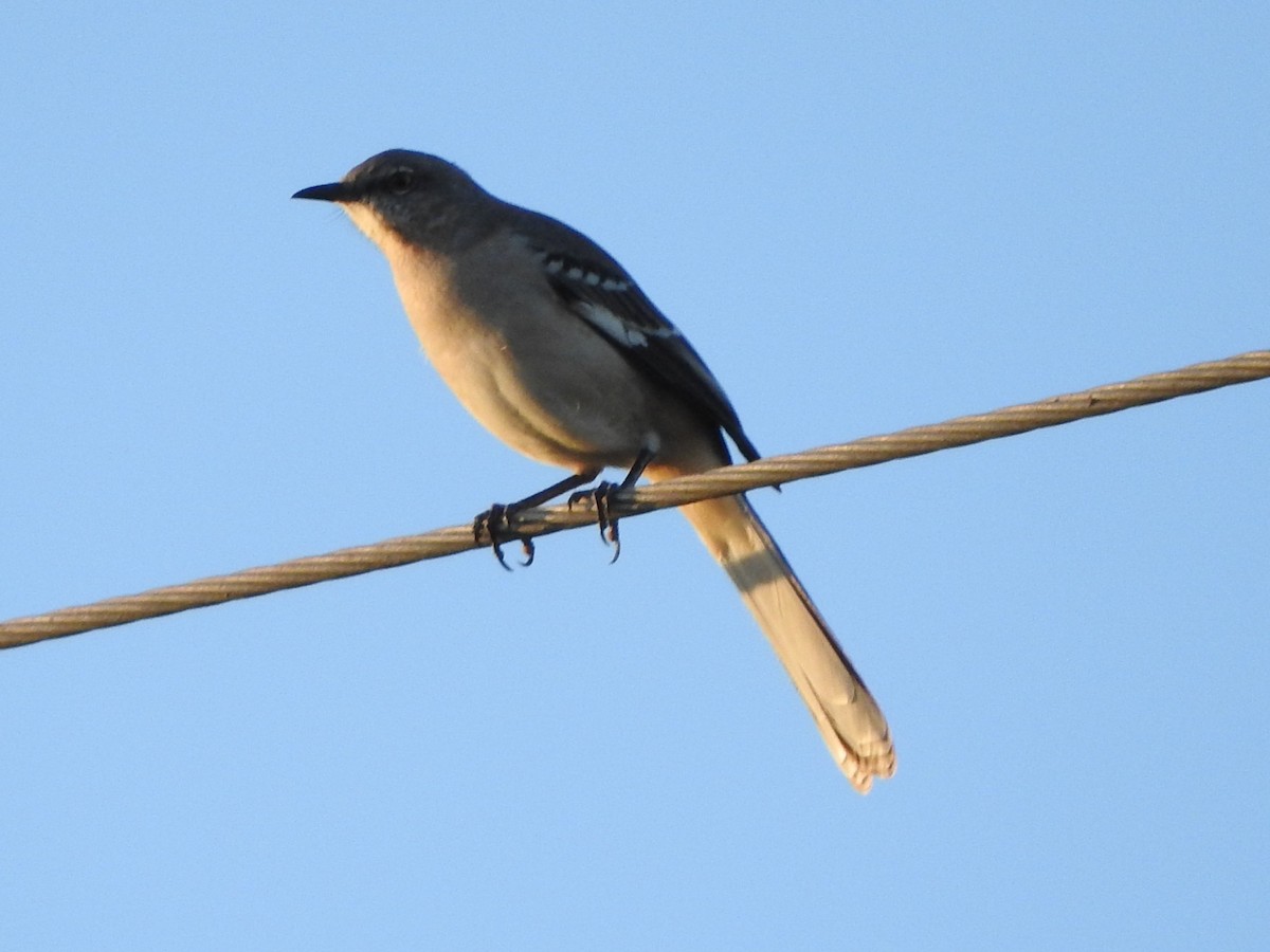 Northern Mockingbird - ML646738186