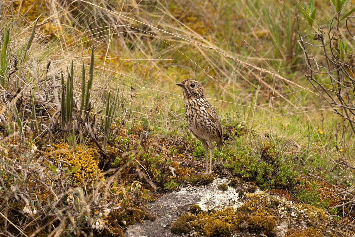 Stripe-headed Antpitta - ML646738187