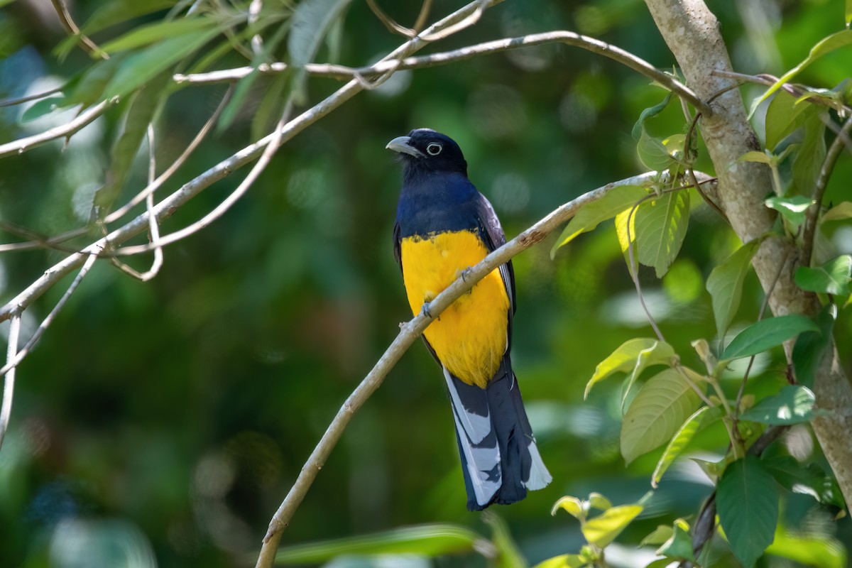 trogon zelenohřbetý - ML646738188