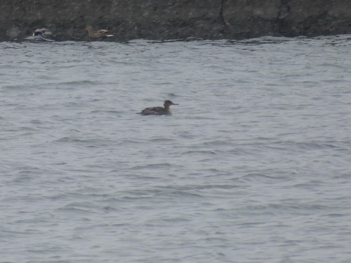 morčák prostřední - ML646738189